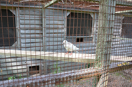 白鸟 生锈的金属笼子和苹果切片鸡舍食物建筑宠物野生动物动物水果栖息木头背景图片