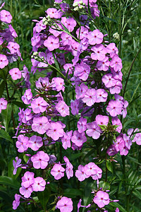 phlox( 闪光)图片