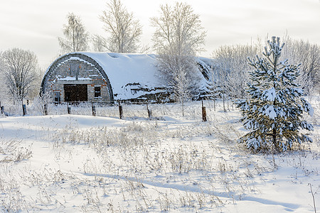 冬季大自然的美丽锥体太阳小屋环境针叶荒野栅栏植物群旅行晴天图片