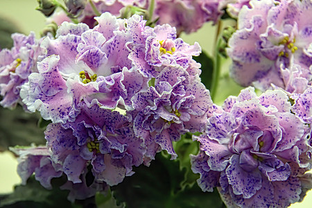 美丽的非洲紫罗兰或 Uzumbar 紫罗兰 室内花卉 自然花卉背景叶子紫色生长爱好花园边界花艺房子宏观植物群图片