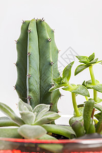 在一个玻璃花瓶里装有稀释植物碎石苔藓木头花园驯鹿瓶子植物群光合作用绿色植物容器图片