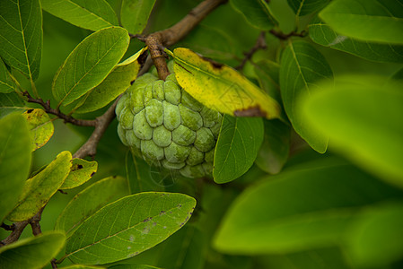 果酱苹果或糖苹果 或者安诺娜的夸莫萨林恩 在树上生长水果异国热带叶子甜点食物植物花园鳞状饮食图片