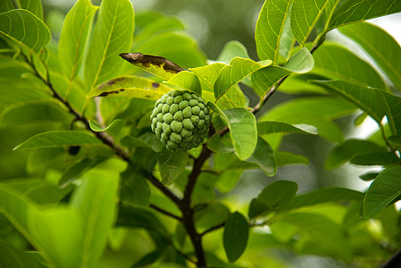 果酱苹果或糖苹果 或者安诺娜的夸莫萨林恩 在树上生长异国花园植物食物甜点饮食情调鳞状水果叶子图片
