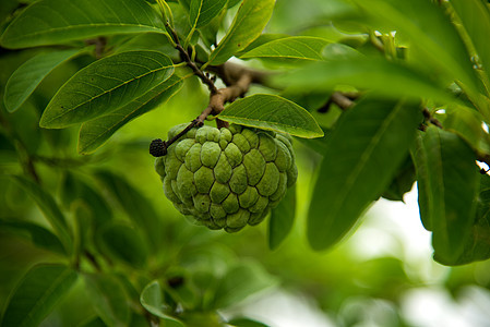 果酱苹果或糖苹果 或者安诺娜的夸莫萨林恩 在树上生长营养叶子异国甜点花园热带水果植物情调食物图片