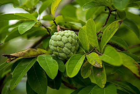 果酱苹果或糖苹果 或者安诺娜的夸莫萨林恩 在树上生长水果鳞状花园饮食植物热带异国情调甜点食物图片