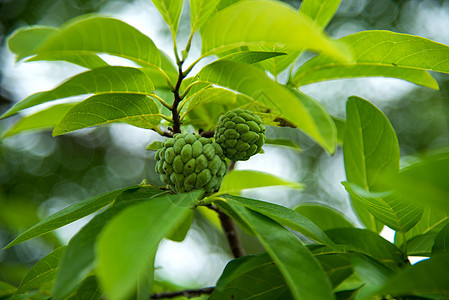 果酱苹果或糖苹果 或者安诺娜的夸莫萨林恩 在树上生长鳞状异国花园热带营养食物水果饮食情调甜点图片