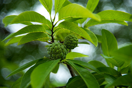 果酱苹果或糖苹果 或者安诺娜的夸莫萨林恩 在树上生长植物食物叶子花园异国热带水果甜点营养情调图片