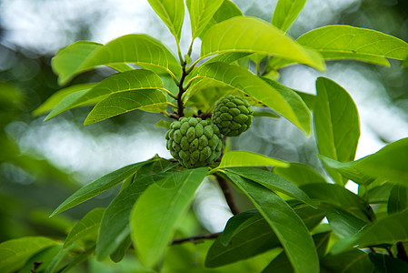 果酱苹果或糖苹果 或者安诺娜的夸莫萨林恩 在树上生长植物饮食甜点异国花园叶子营养食物水果鳞状图片