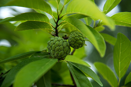 果酱苹果或糖苹果 或者安诺娜的夸莫萨林恩 在树上生长水果食物甜点营养异国植物饮食叶子花园情调图片