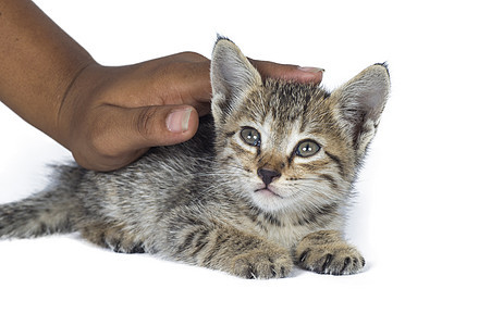 小猫咪睡在人类的手上 在白背景下沉睡女性说谎小猫新生好奇心冒充快乐猫咪婴儿哺乳动物图片