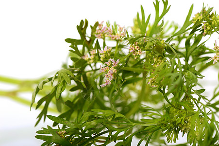 白色背景花朵的Coriander生长药品叶子食物香料花园种子植物农场香菜图片