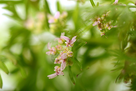 白色背景花朵的Coriander食物水培法药品植物农场叶子大米草本植物蔬菜香料图片