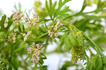 白色背景花朵的Coriander种子植物伞形大米香菜生长农场食物药品香料图片