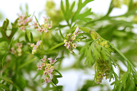 白色背景花朵的Coriander香料农场植物种子叶子草本植物花园生长水培法食物图片