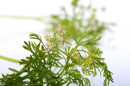 白色背景花朵的Coriander伞形大米蔬菜叶子花园食物植物药品种子农场图片