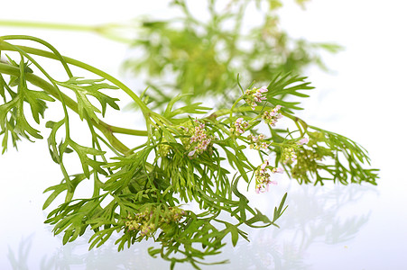 白色背景花朵的Coriander植物大米食物香料叶子农场水培法香菜种子草本植物图片