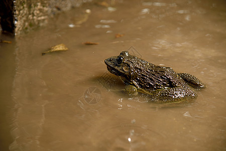 水中或池塘中的青蛙 特写生态荒野环境泥坑反射动物群蟾蜍水坑身体气候图片