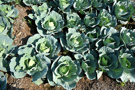 菜菜田或农场 农业领域的绿色卷心菜培育美食植物营养食物蔬菜叶子饮食烹饪收成图片