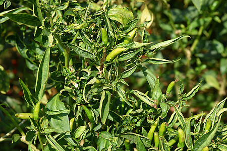 在农场的年轻植物上 绿色有机辣椒 收获的概念香料香肠生长蔬菜营养食物土地叶子衬套胡椒图片