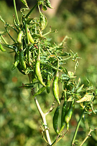 在农场的年轻植物上 绿色有机辣椒 收获的概念种植园土地生长园艺胡椒农村叶子水果味道蔬菜图片