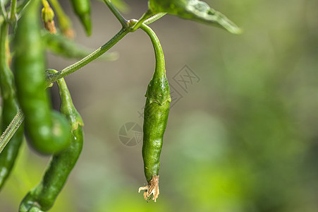 在农场的年轻植物上 绿色有机辣椒 收获的概念水果栽培衬套园艺生长胡椒场地土地味道种植园图片