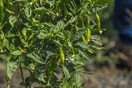 在农场的年轻植物上 绿色有机辣椒 收获的概念园艺农村蔬菜饮食味道营养胡椒水果香肠香料图片