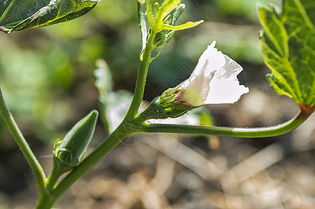 农耕场的Young Okra厂Lady Finger花瓣花园水果蔬菜土地树木美食土壤植物群秋葵图片