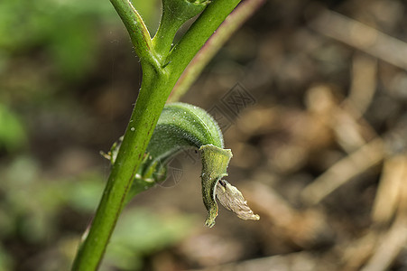 农耕场的Young Okra厂Lady Finger秋葵生长植物营养美食树木假发花瓣女士收成图片