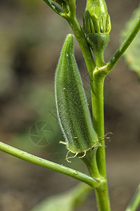 农耕场的Young Okra厂Lady Finger蔬菜农场水果种植园植物群树木花园土壤生产生长图片