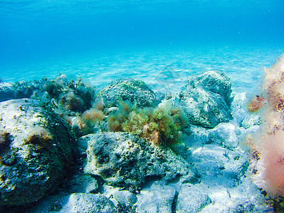 地中海海的多彩水下植物群落旅游红藻呼吸管旅行潜水野生动物岩石水面海岸植被图片