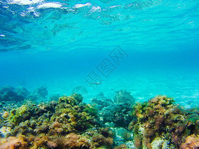 地中海海的多彩水下植物群落生活旅游潜水岩石红藻藻类蓝色假期野生动物植物群图片