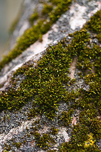 核桃树皮特写上的绿色苔藓 库存照片的核桃树 b材料公园草药核桃墙纸森林活性树干皮肤风化图片