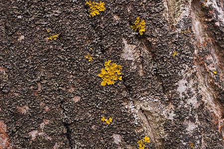核桃树皮特写上的绿色苔藓 库存照片的核桃树 b公园皮肤核桃环境墙纸季节风化胡桃木生物木头图片