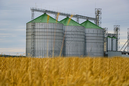 在小麦或大麦黄色田地背景上聚集的一组谷物干燥机粮仓青贮垃圾桶太阳农场天空场地收成加工地平线背景图片