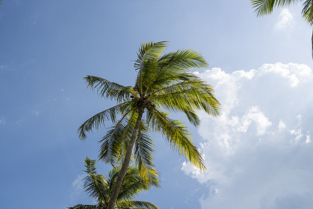 蓝天空背景的绿棕榈树蓝色太阳假期海滩团体热带场景椰子情调艺术图片