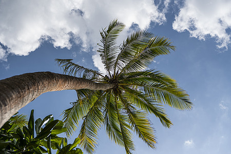 蓝天空背景的绿棕榈树热带丛林天堂太阳公园叶子墙纸情调天空场景图片