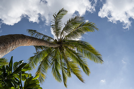 蓝天空背景的绿棕榈树椰子公园情调叶子墙纸丛林假期场景团体旅游图片