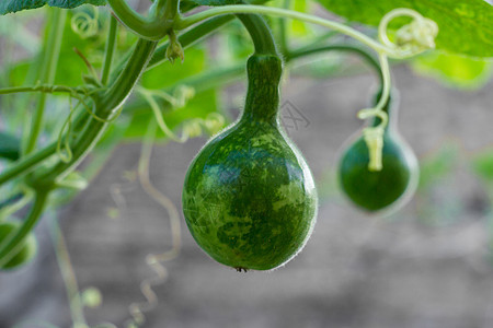 拉格纳里亚植物 其果实在美国南部被称为配方porongo栽培伴侣葳蕤种植园蔬菜水果黄瓜生产绿色花园图片