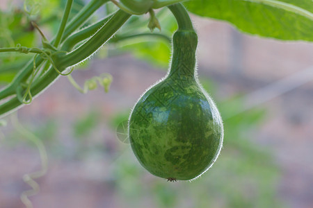 拉格纳里亚植物 其果实在美国南部被称为配方porongo蔬菜农业生产花园伴侣栽培水果绿色黄瓜葳蕤图片