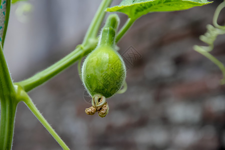 拉格纳里亚植物 其果实在美国南部被称为配方porongo种植园蔬菜绿色黄瓜生产栽培农业水果花园葳蕤图片