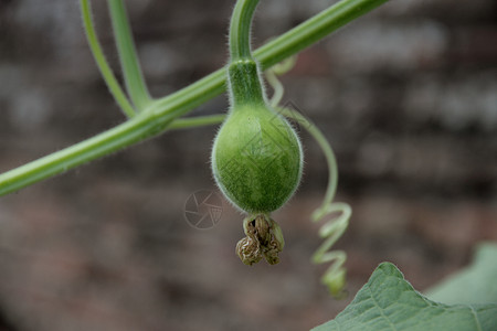 拉格纳里亚植物 其果实在美国南部被称为配方porongo葳蕤绿色生产伴侣黄瓜农业栽培种植园水果花园图片