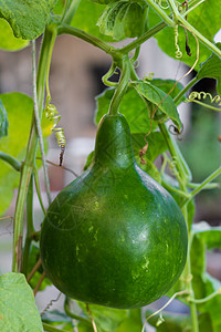 拉格纳里亚植物 其果实在美国南部被称为配方porongo栽培农业蔬菜水果伴侣花园绿色生产种植园葳蕤图片