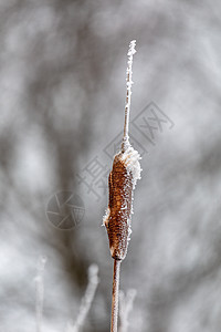 冬季冻冻的Reeds宏观公园背景磨砂蓝色植物群天气叶子场地季节图片