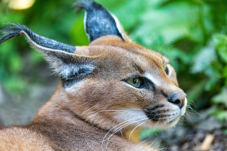 可爱的猫 卡拉卡尔猫科猎人捕食者野生动物毛皮草原哺乳动物生物耳朵成人图片