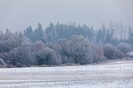 冬季风景布满积雪薄片木头天气魔法暴风雪假期景观下雪场景冻结图片