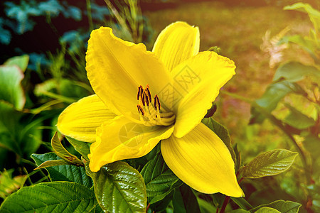 花园里鲜艳的彩色百合花花束庆典季节叶子植物宏观植物群花瓣植物学雌蕊图片