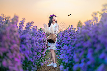 一个女人在花田里看花朵 晚上有蝴蝶 橙色的灯光薰衣草晴天头发喜悦紫色乐趣草地日落自由女孩图片