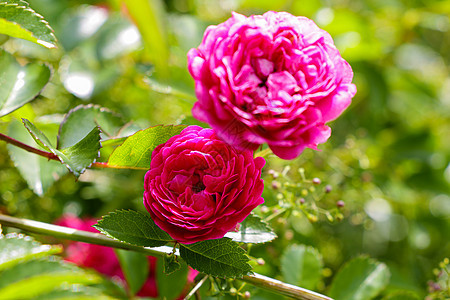 花园里的鲜花红玫瑰 大自然墙纸玫瑰叶子天空热情荒野植物树叶花束花瓣图片