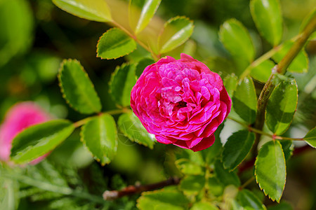 花园里的鲜花红玫瑰 大自然荒野庆典玫瑰热情墙纸园艺树叶公园季节叶子图片