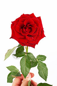 红玫瑰礼物假期脆弱性园艺热情花瓣植物玫瑰念日树叶图片